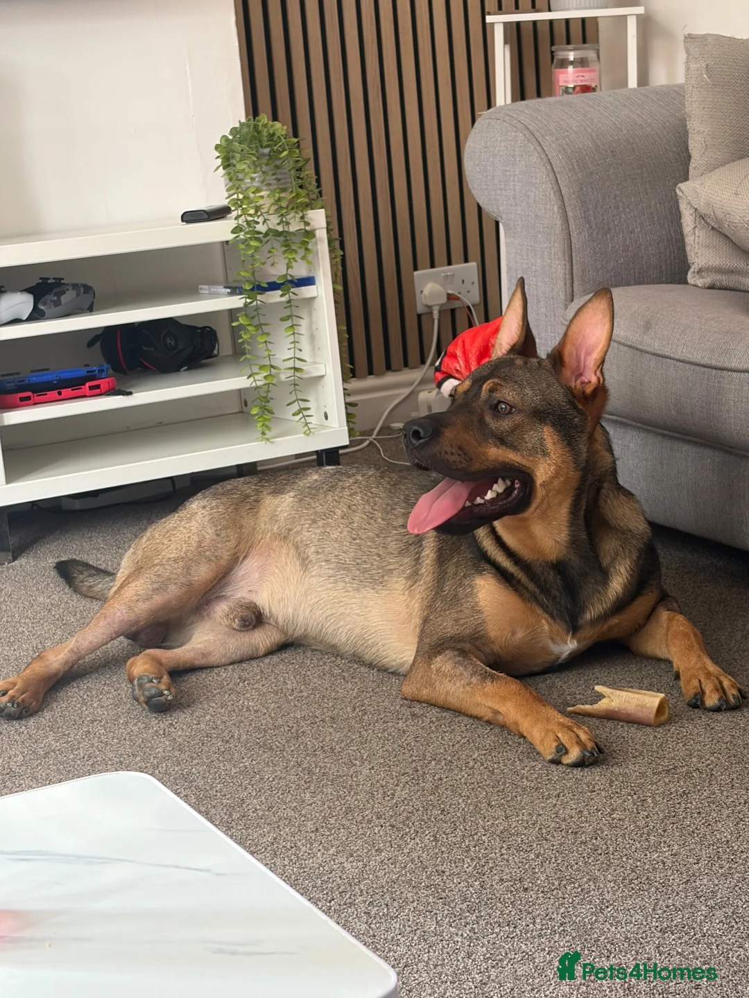 Mixed Breed dogs for sale: Bear  in Gloucester - Advert 1