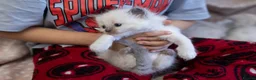 Ragdoll cats for sale: GCCF Ragdoll kittens registered pet Active  - Advert 8