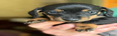 Miniature Dachshund 5