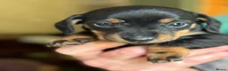Miniature Dachshund dogs for sale: Four miniature dachshund puppies left  (Scotland) - Advert 19