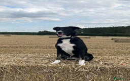 Border Collie dogs for sale: ISDS Registered Male puppies  - Image 7