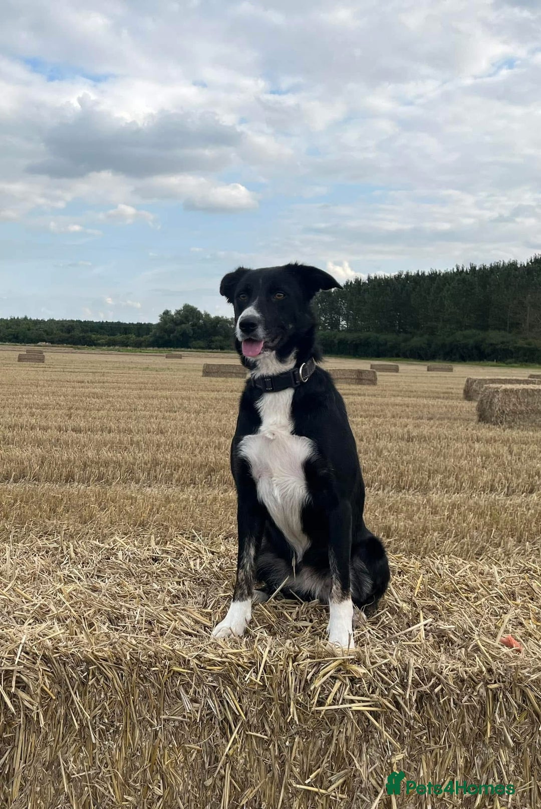 Border Collie dogs for sale: ISDS Registered Male puppies  - Image 7