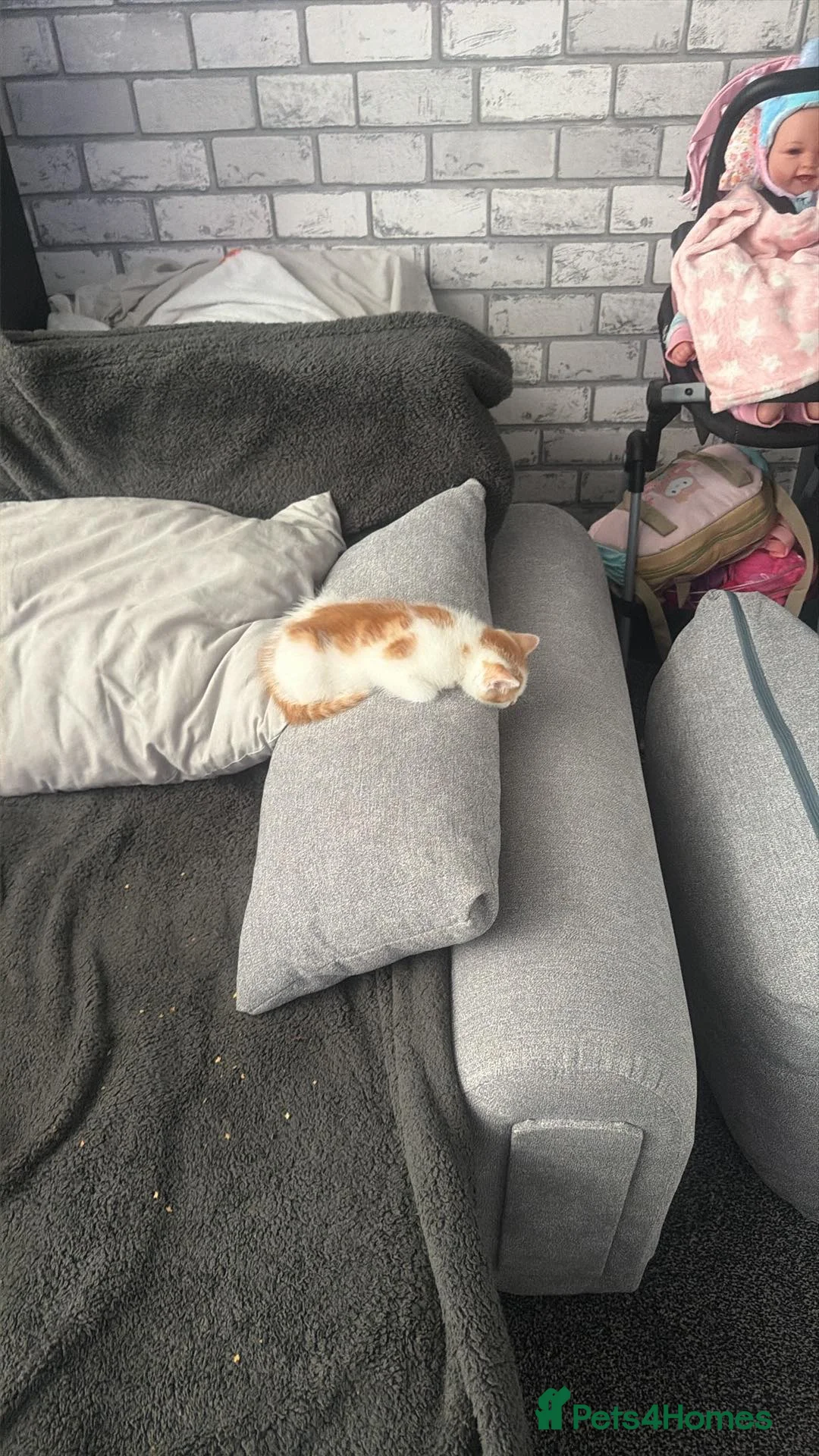 Mixed Breed cats for sale: Male Kitten  - Advert 2