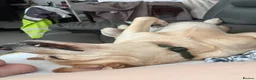 Goldador dogs for sale: Golden Labrador  - Advert 4