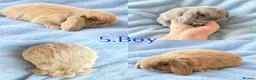 Mini Lop rabbits for sale: Baby Mini Lops Ready from 18/10 - Advert 3