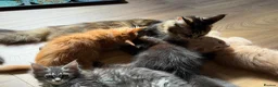 Maine Coon cats for sale: TICCA Registered MaineCoon Kittens  - Advert 14