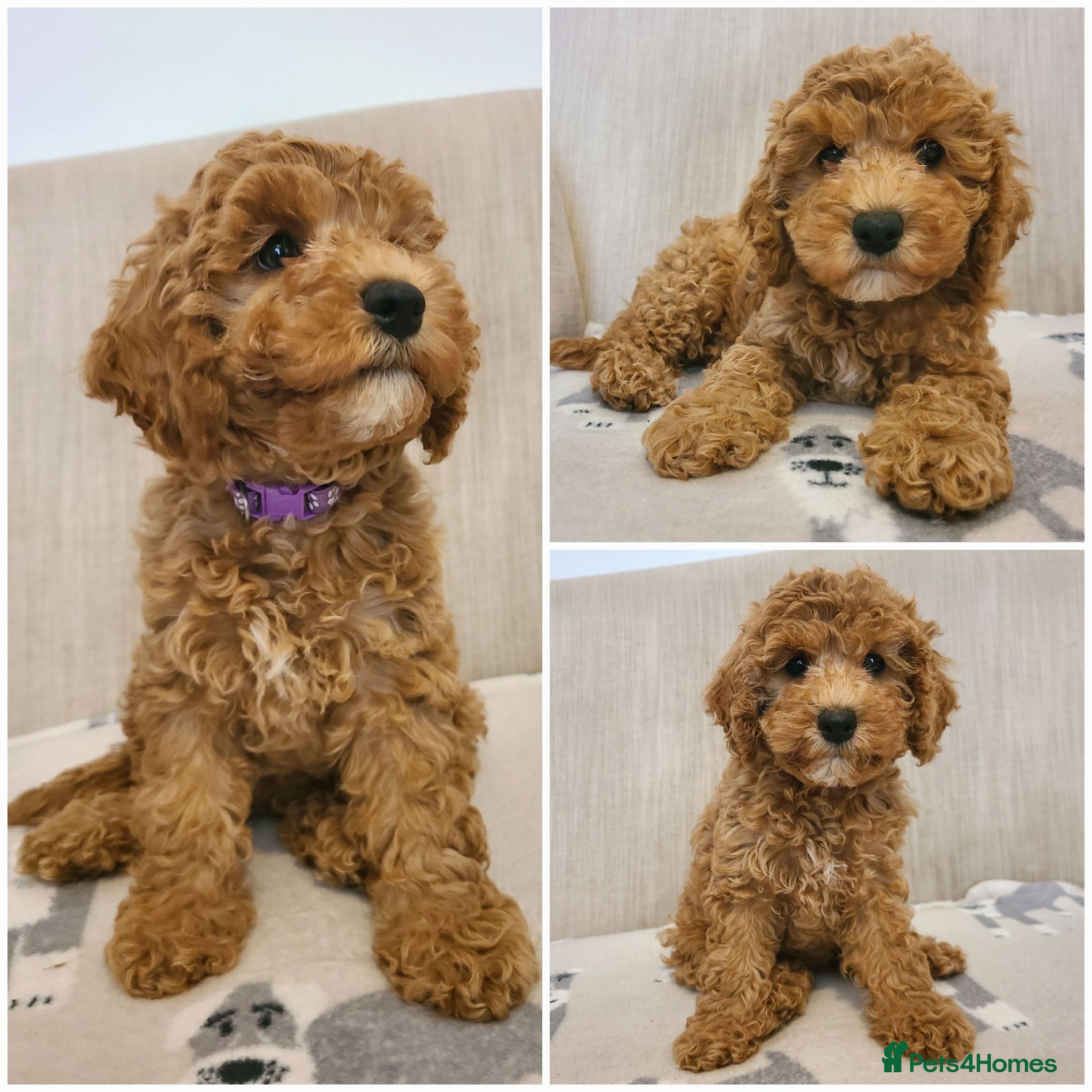 Cavapoo dogs Beautiful Health Tested Cavapoo Puppies - Advert 1
