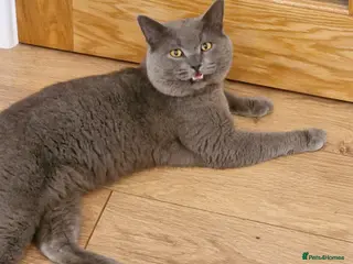 British Shorthair cats Beautiful British Male Shorthair in Sutton Coldfield - Advert 1