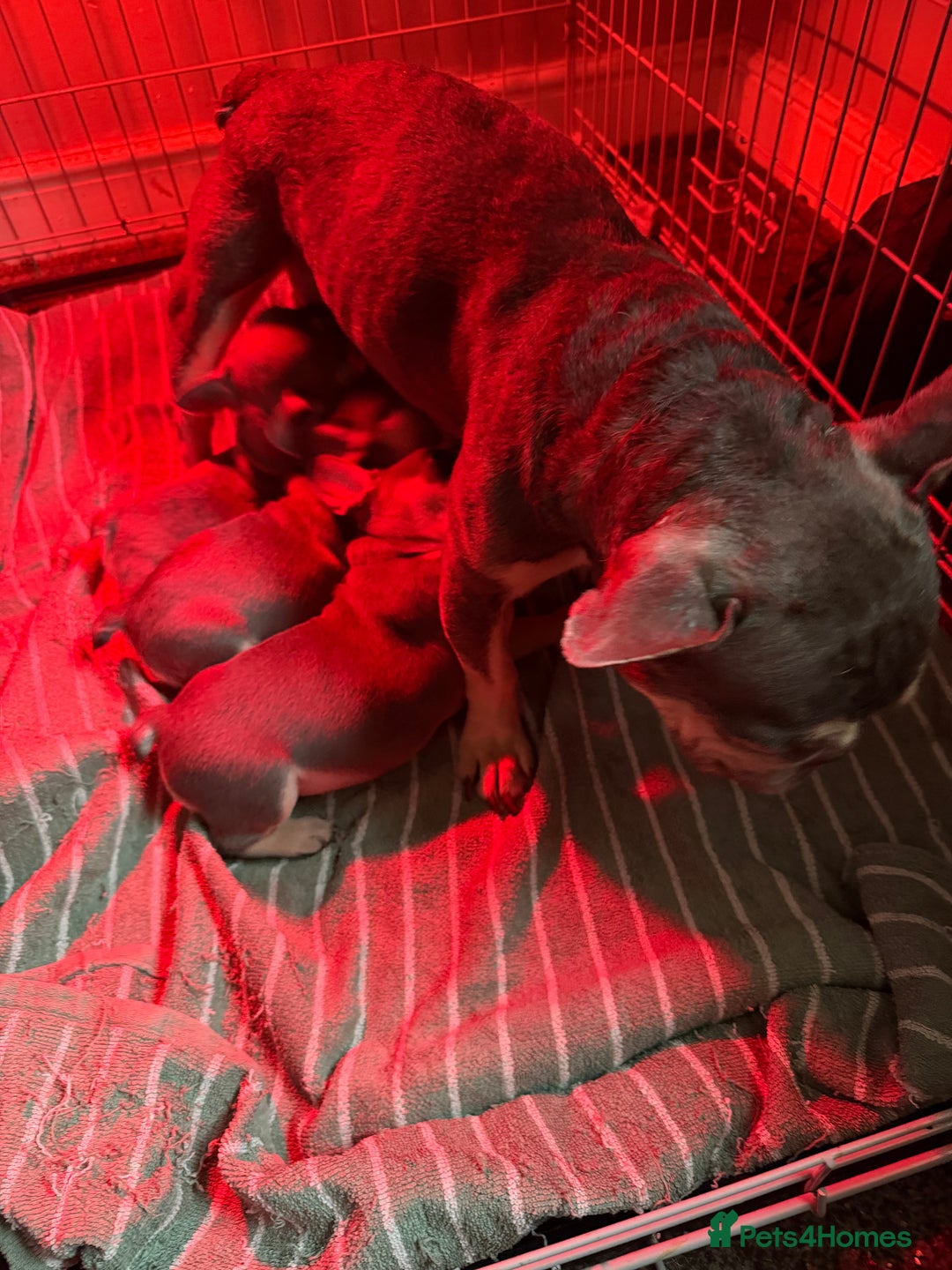 French Bulldog dogs for sale: French bulldogs  - Advert 20