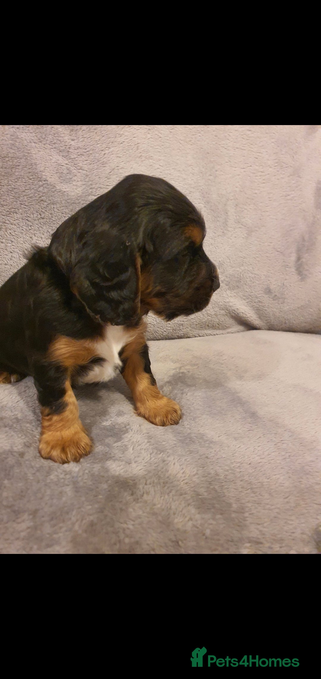 Cocker Spaniel dogs for sale: Litter of gorgeous cocker spaniel puppies  - Advert 19