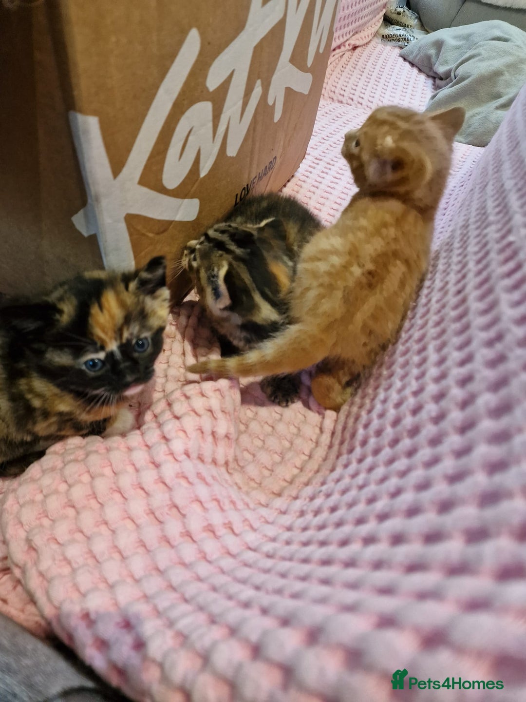 Mixed Breed cats for sale: Cute Ginger Boy ! - Advert 12