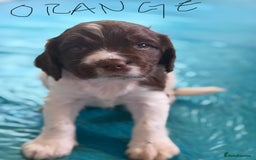 English Springer Spaniel dogs for sale: Springer Spaniel - Image 6