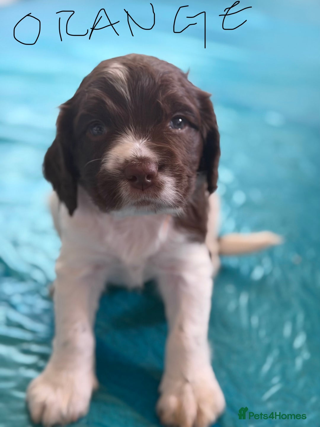 English Springer Spaniel dogs for sale: Springer Spaniel - Image 6