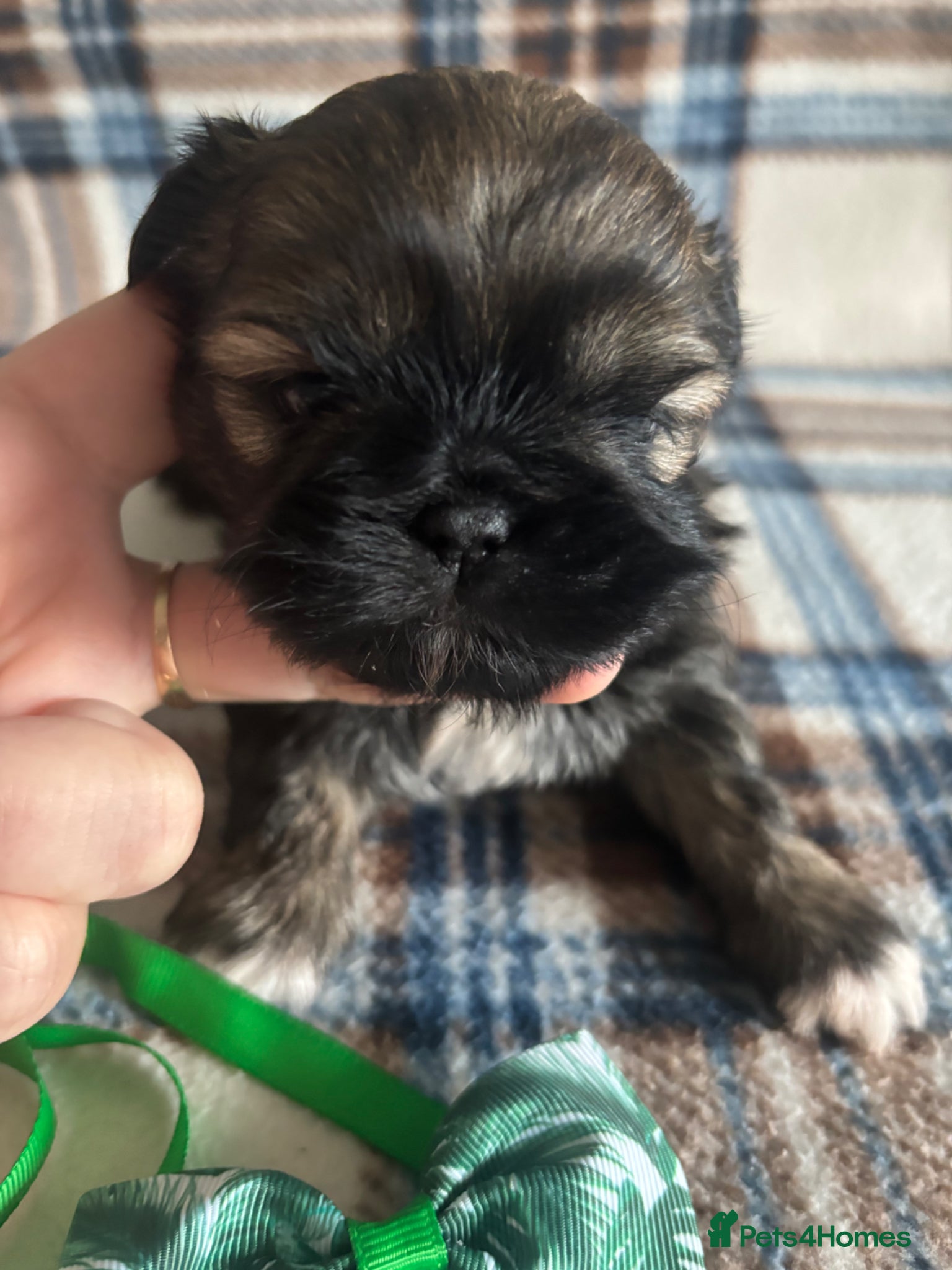 Shih Tzu dogs Imperial shih tzu  - Advert 1