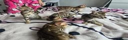 Bengal cats for sale: 😺5 Exceptional Bengal Kittens 😸 male - Advert 15