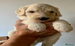 Labradoodle dogs for sale: Lily's Mini's - Multigen Mini Labradoodle Puppies - Image 15