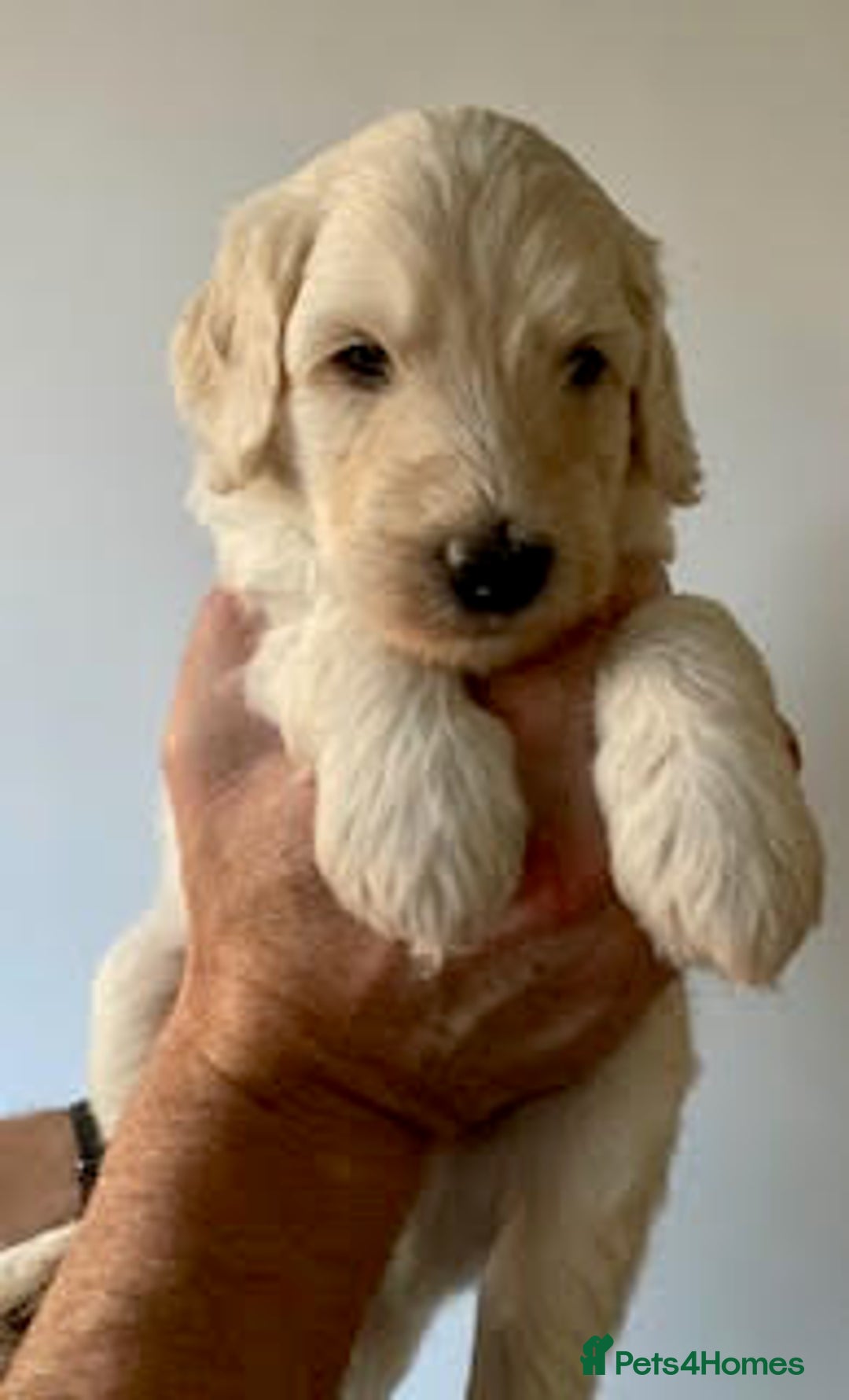 Labradoodle dogs for sale: Lily's Mini's - Multigen Mini Labradoodle Puppies - Image 15