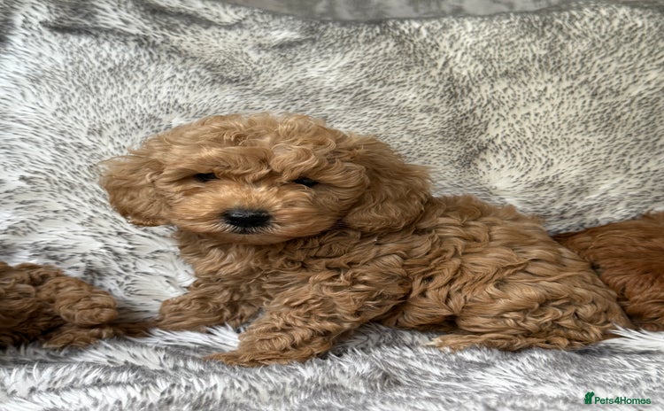 Cockapoo dogs - Advert 1