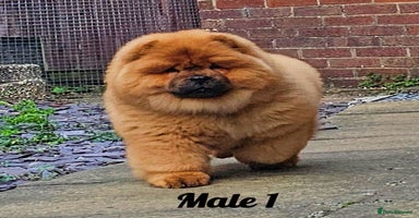 Chow Chow dogs Crufts pedigree litter Kc registered 07809707881  - Advert 1