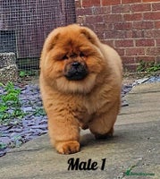 Chow Chow dogs Crufts pedigree litter Kc registered ** - Advert 2