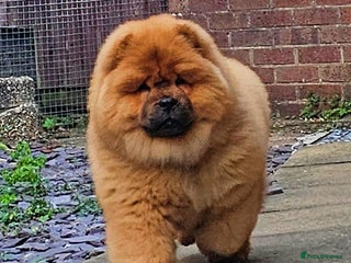 Chow Chow dogs Rare Crufts pedigree litter Kc registered - Advert 3