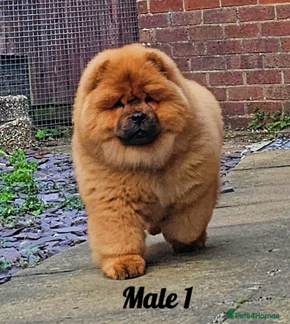 Chow Chow dogs Rare Crufts pedigree litter Kc registered - Advert 5