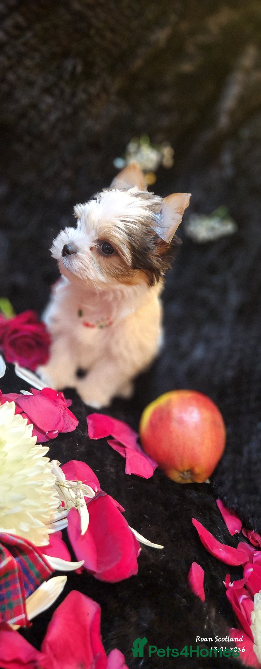 Yorkshire Terrier dogs for sale: Luxury Yorkshire Terrier Puppies/Home Raised/IHR   - Advert 31