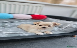 Chihuahua dogs for sale: Chihuahua long haired xs - Image 8