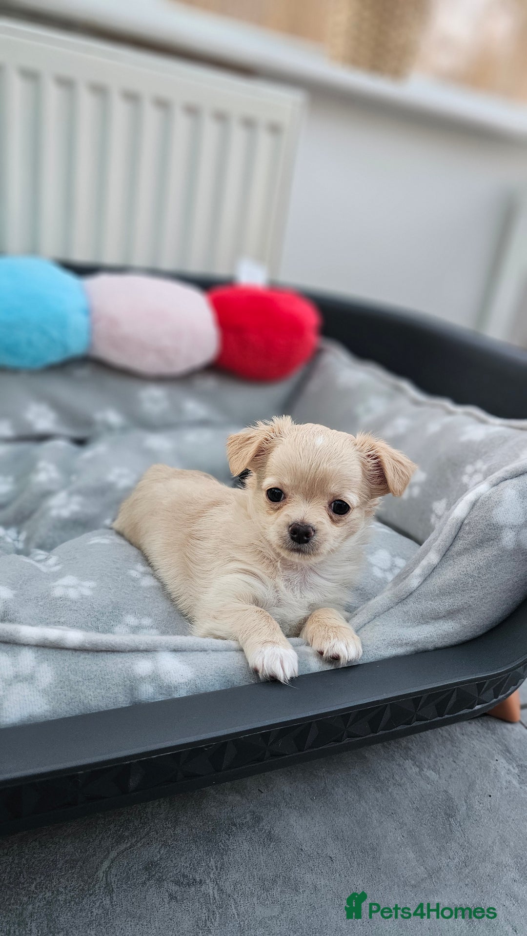 Chihuahua dogs for sale: Chihuahua long haired xs - Image 8