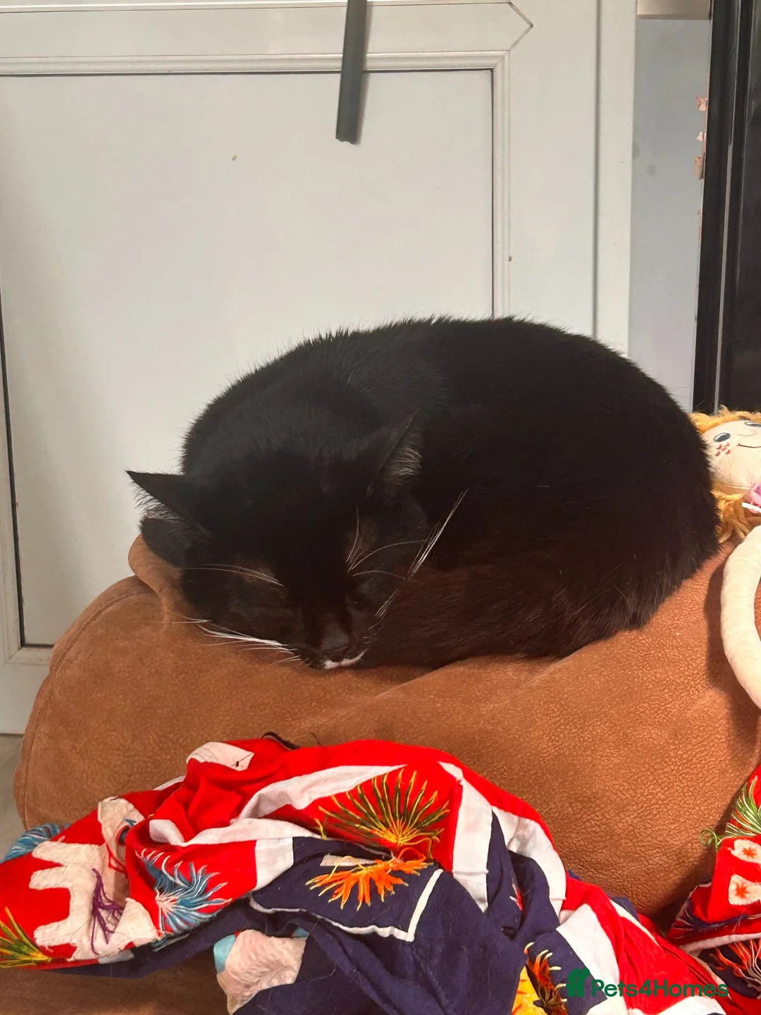 British Shorthair cats for sale: Loveable Tuxedo Cat <3 - Advert 1