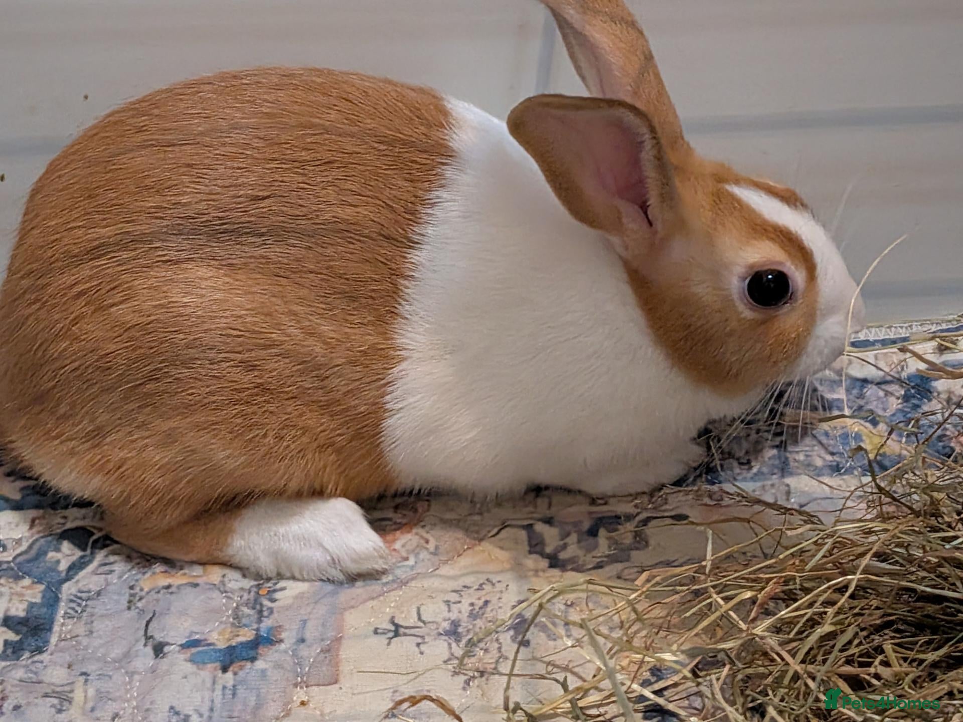 Dutch rabbits Hugo vaccinated male rabbit - Advert 1