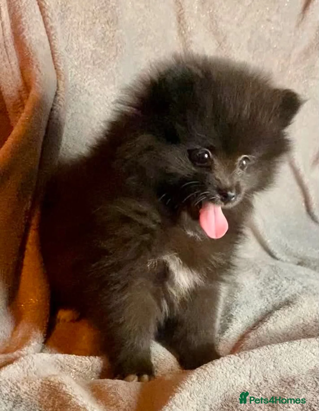 Pomeranian dogs for sale: Moon i in Derby - Advert 1