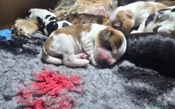 Cocker Spaniel dogs for sale: KC Registered Cocker Spaniels ready for Christmas - Image 24