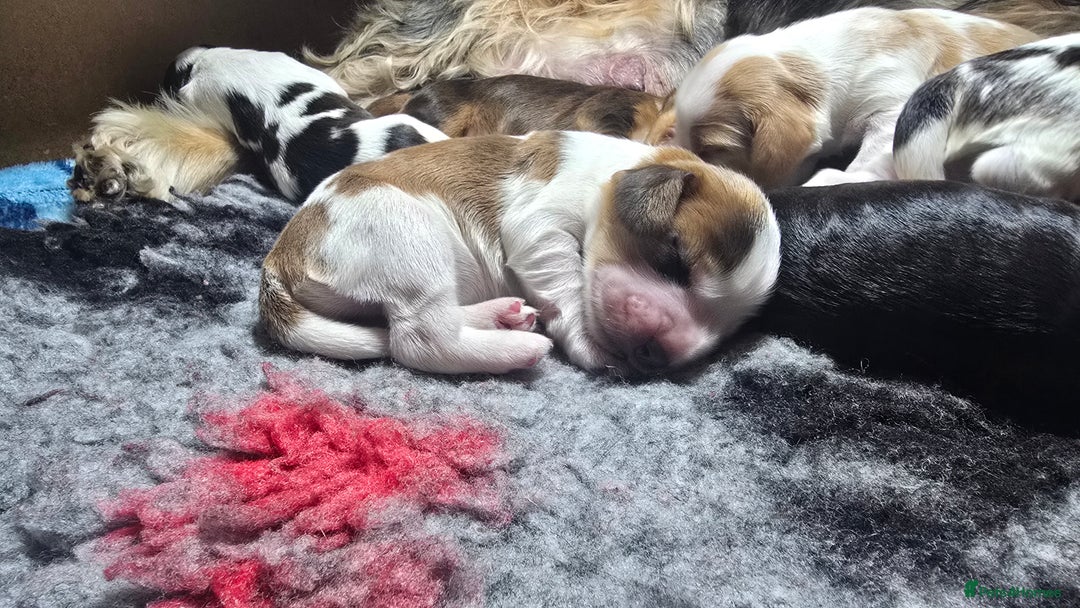 Cocker Spaniel dogs for sale: KC Registered Cocker Spaniels ready for Christmas - Image 24