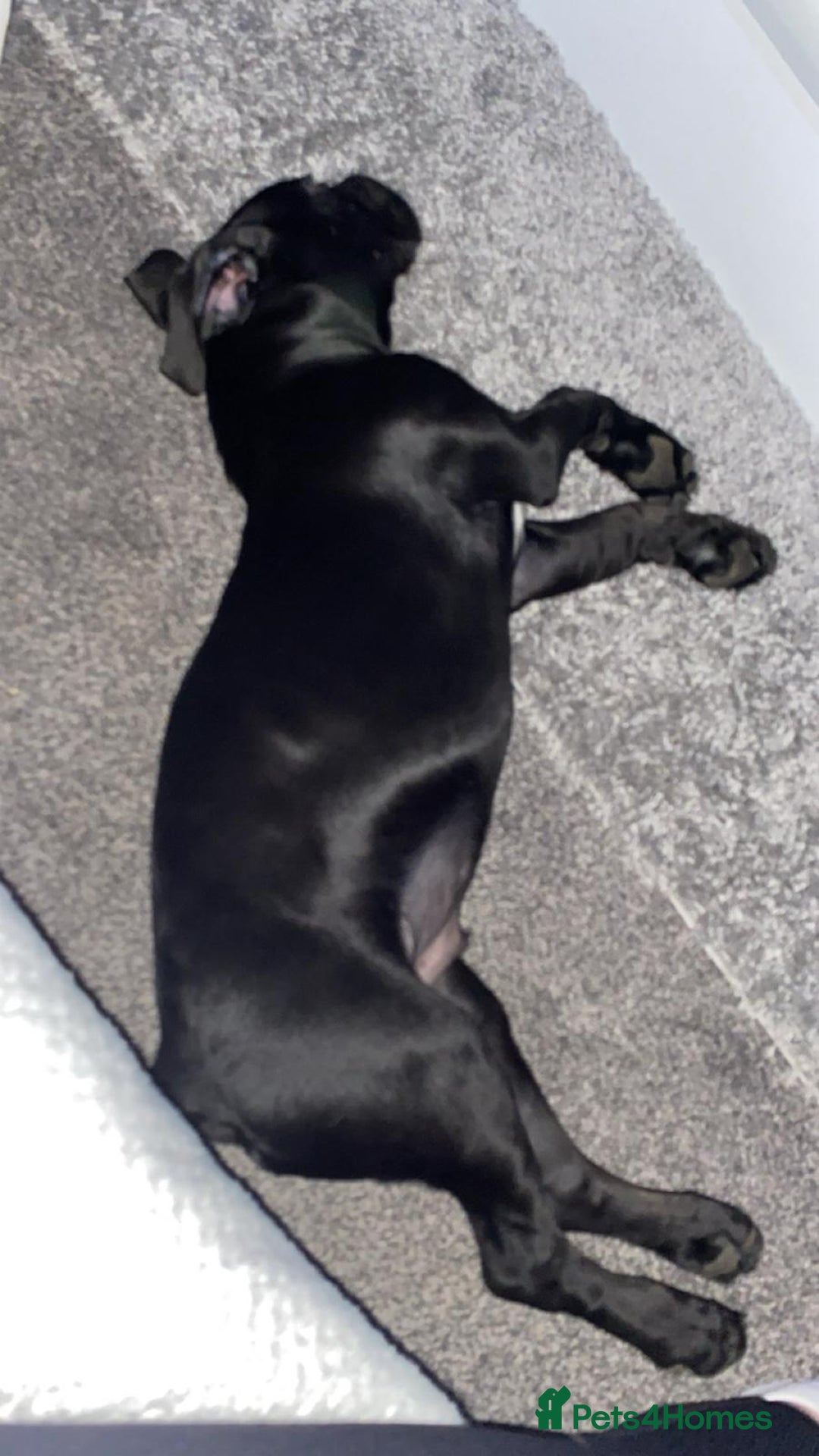 Cane Corso dogs for sale:  Gorgeous boy Cane corso  - Image 5