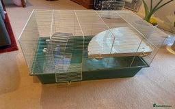 Hamster rodents for sale: Pets at home cage and wheel - Image 1