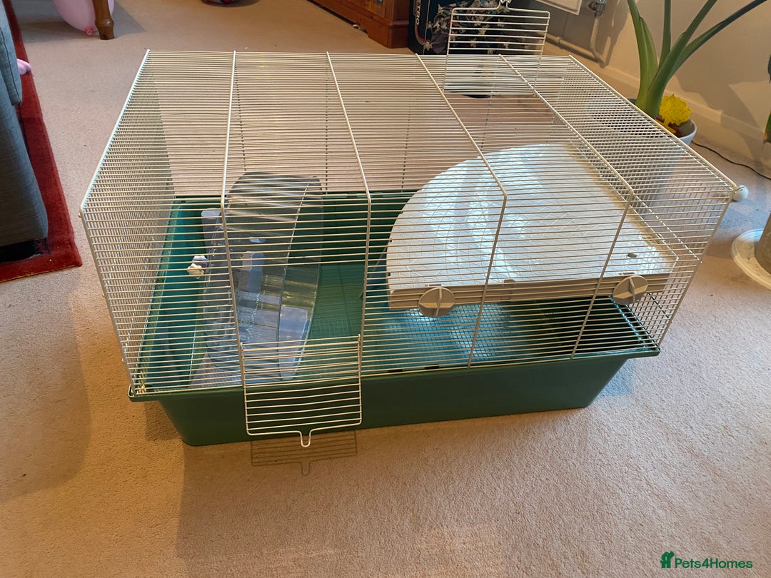 Hamster rodents for sale: Pets at home cage and wheel - Image 1