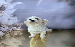 Maltipoo dogs for sale: Maltichon - Image 2