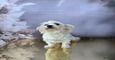 Maltipoo dogs - Advert 7
