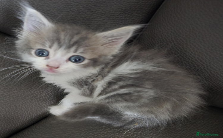 Mixed Breed cats - Advert 9