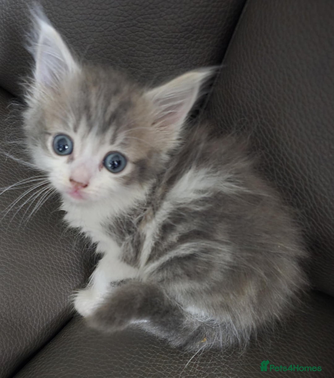 Mixed Breed cats for sale: Norwegian forest x kittens  - Image 1