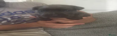 Cane Corso 9