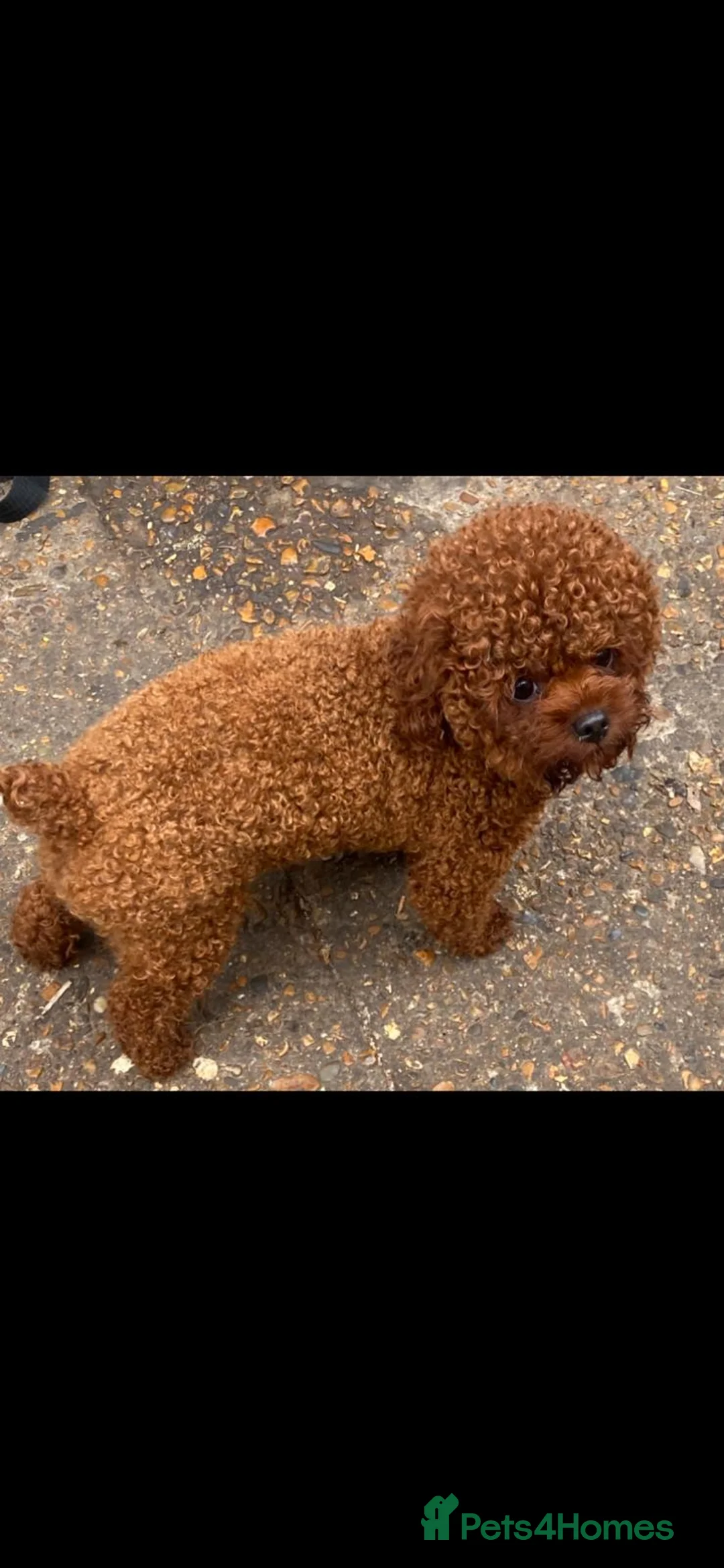 Maltipoo dogs for sale: Dna clear Asian maltipoo puppies  in Coventry - Advert 1