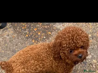 Maltipoo dogs Dna clear Asian maltipoo puppies - Advert 1