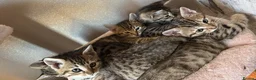 Bengal cats for sale: Bengals  in London - Advert 11