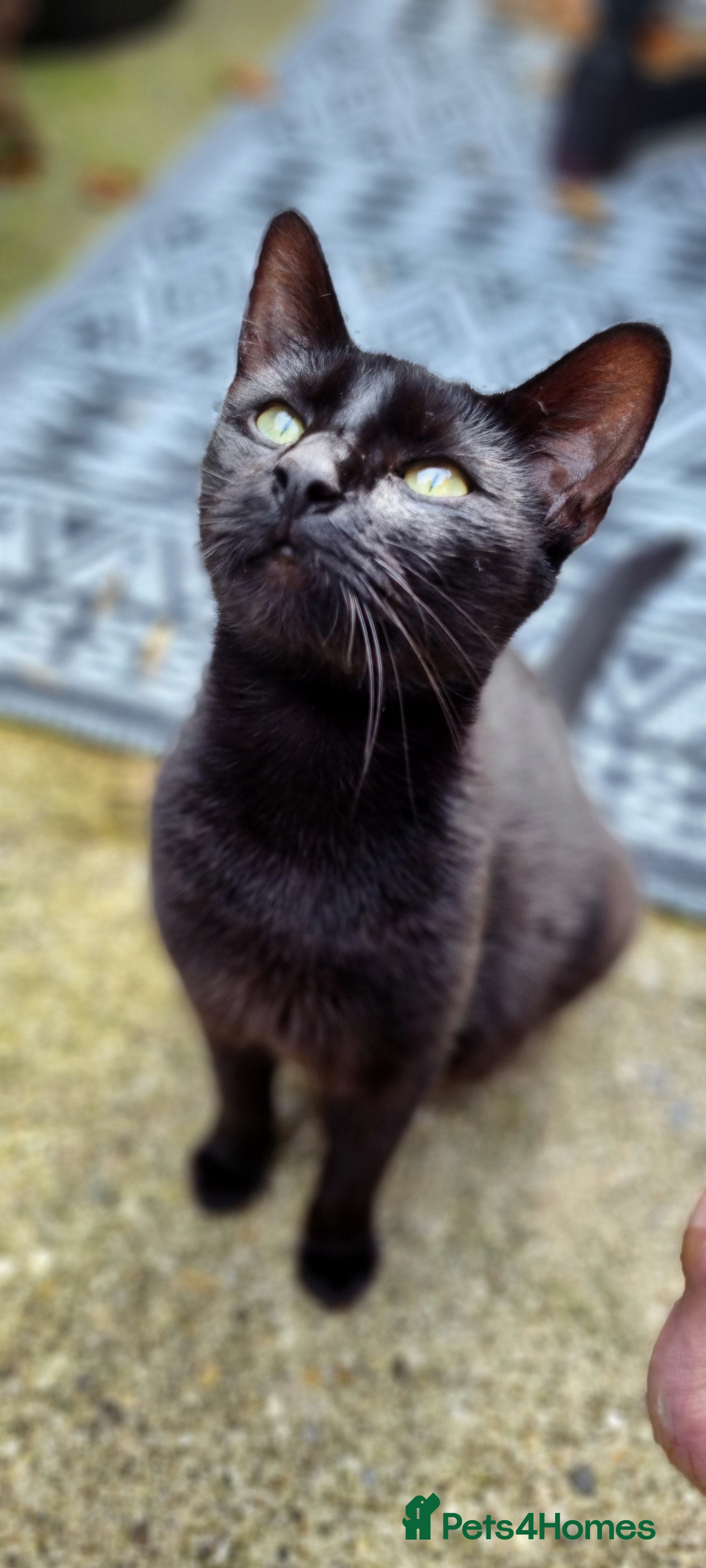 British Shorthair cats Black and white kittens  - Advert 1