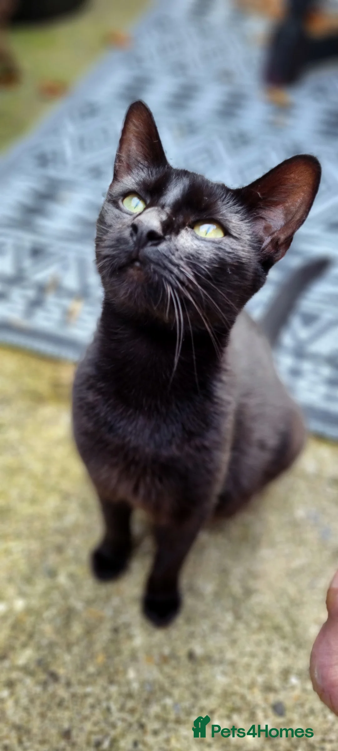 British Shorthair cats for sale: Black and white kittens  - Advert 1
