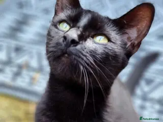 British Shorthair cats Black and white kittens - Advert 1