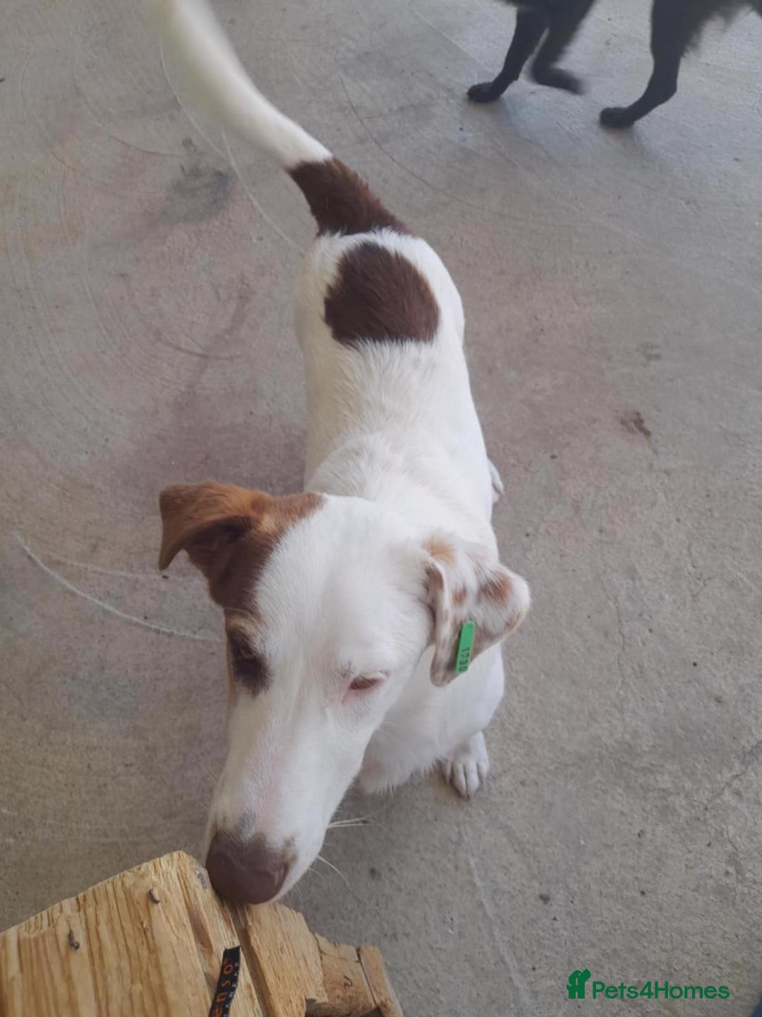 Mixed Breed dogs for adoption: Bullseye, approx 1 yr old, available for adoption. - Image 4