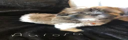 Shih Tzu dogs for sale: Beautiful Shih Tzu puppies  - Advert 23